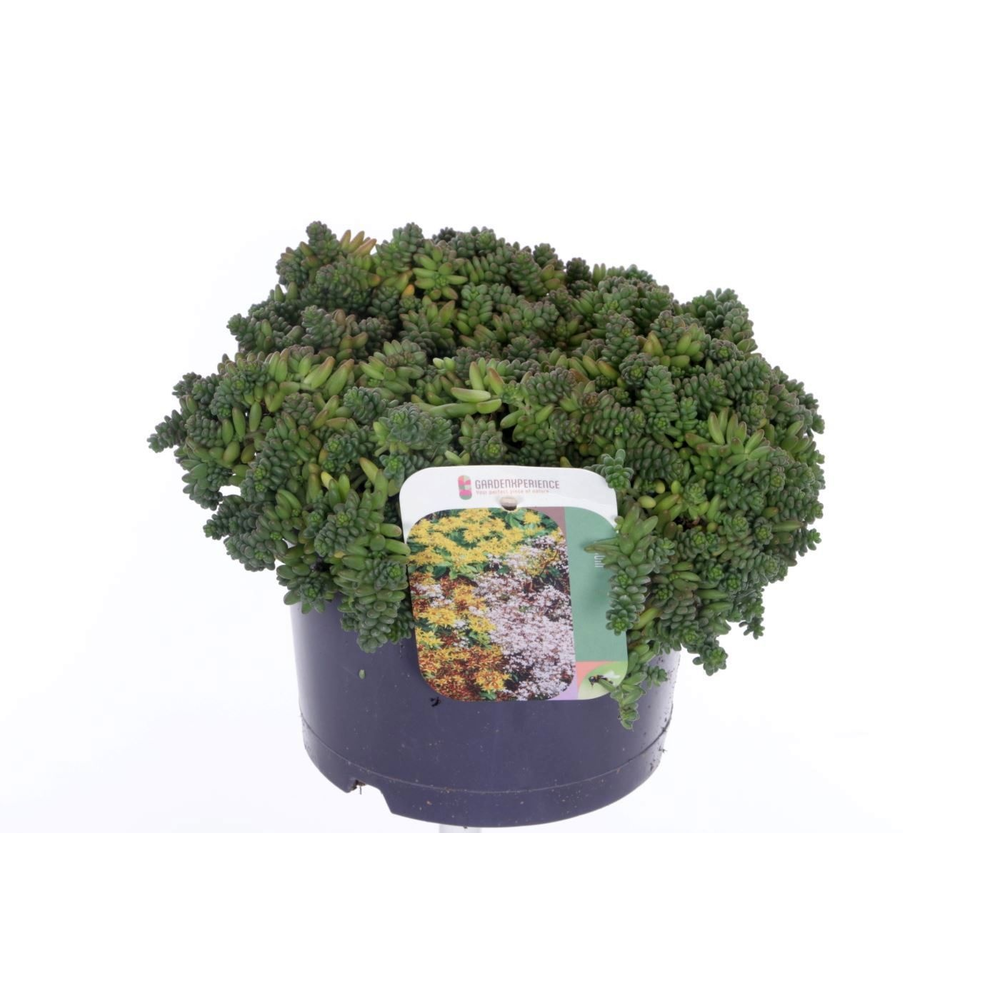 Sedum album Coral Carpet.