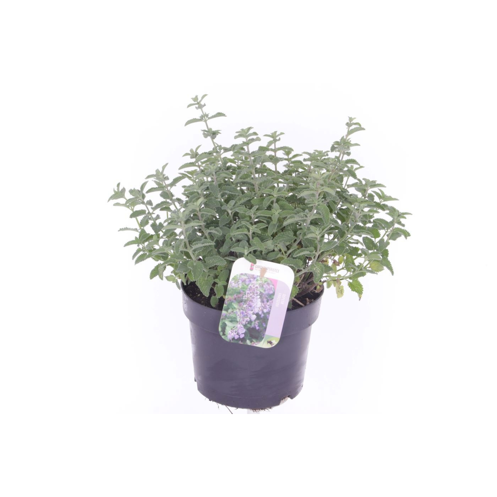 Nepeta faassenii Six Hills Giant.