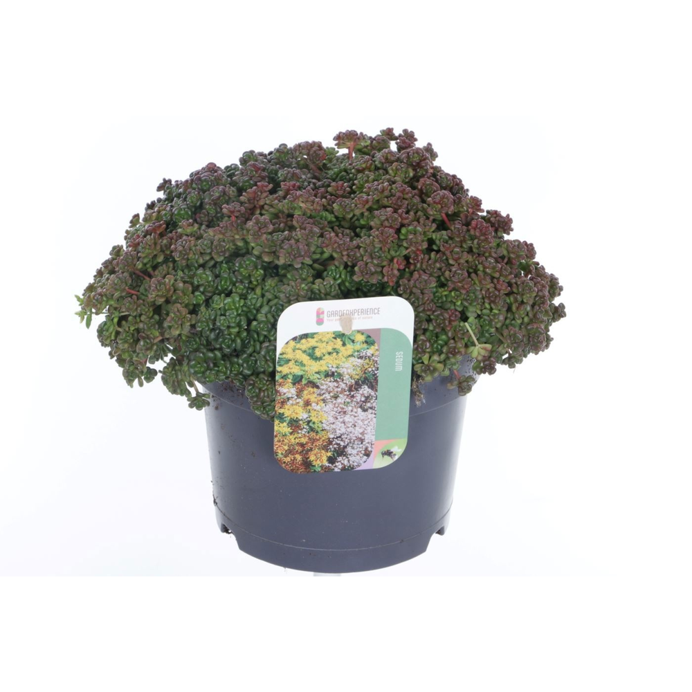 Sedum oreganum.