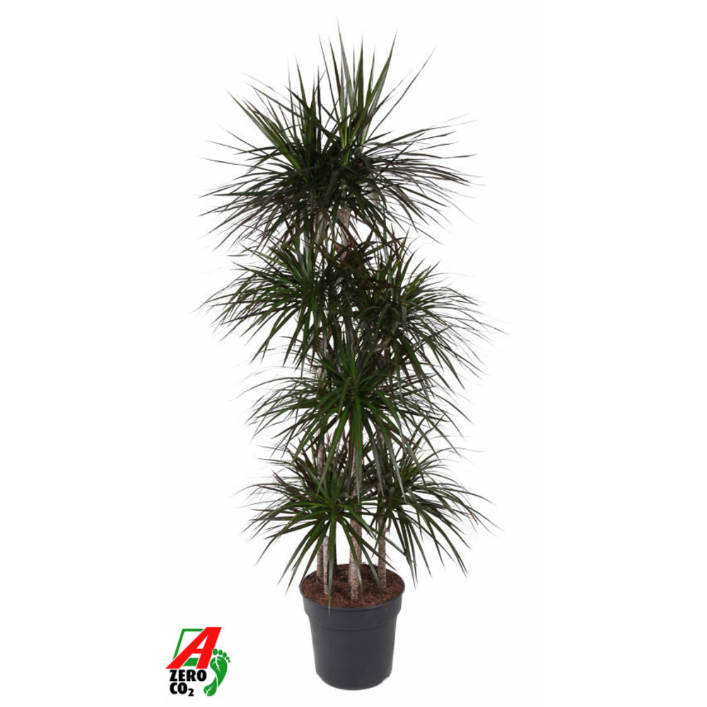 Dracaena Magenta 120-carrousel.
