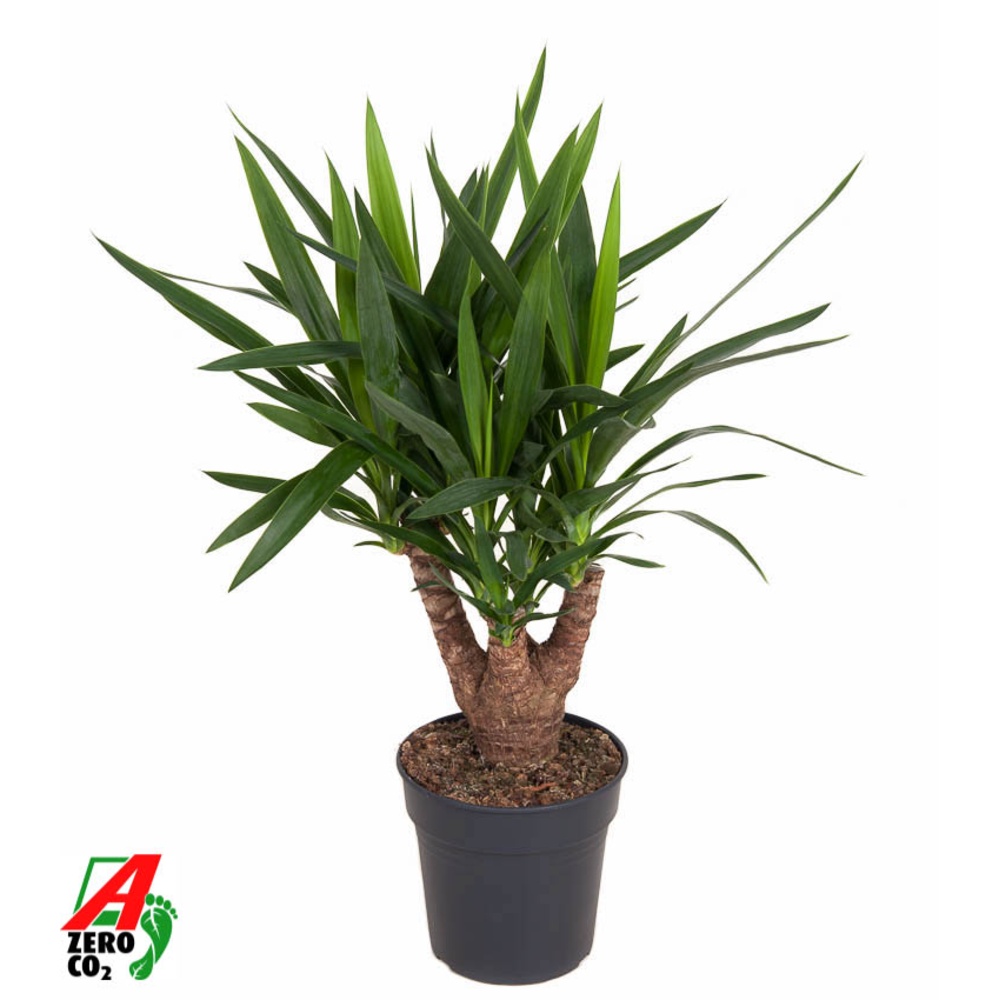 Yucca vertakt 3/4-arm P21.