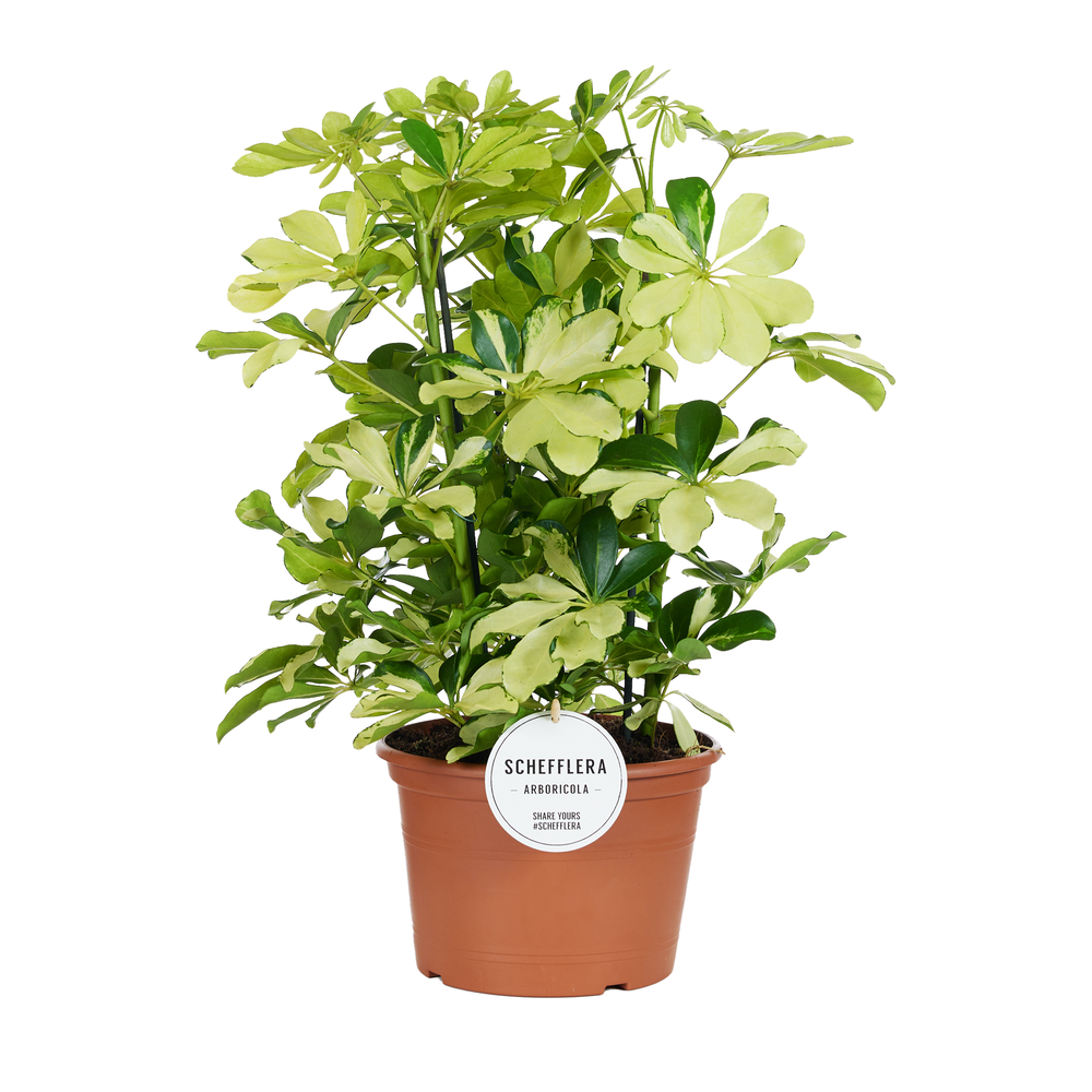 Schefflera Melanie Toef.