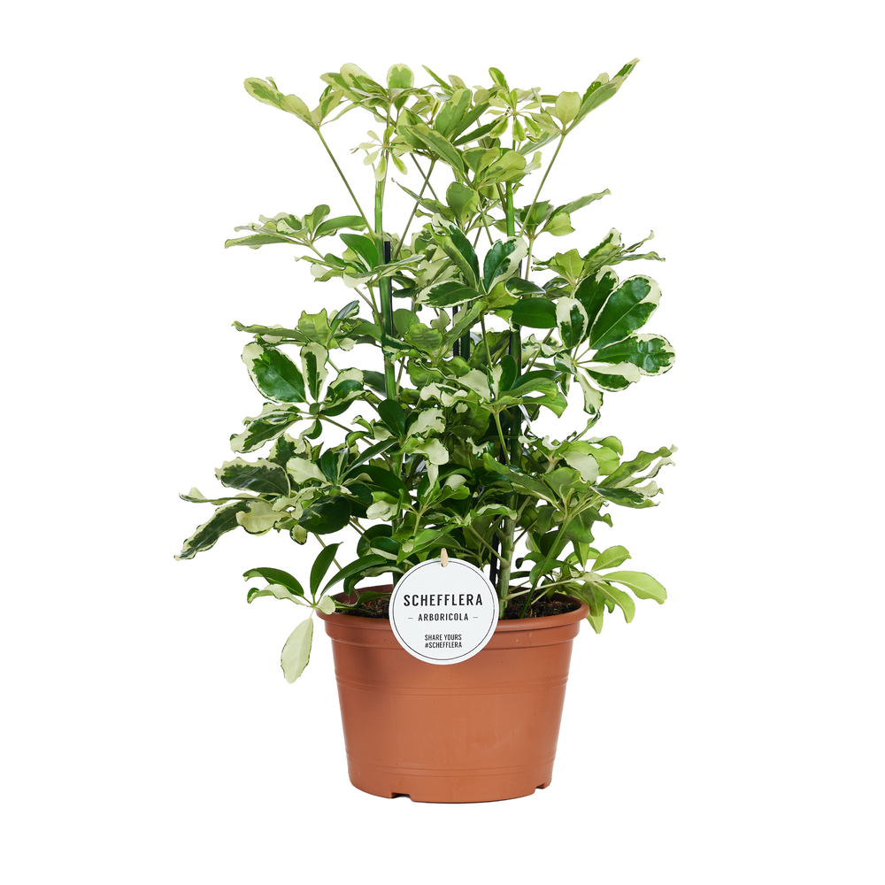 Schefflera Charlotte Toef.