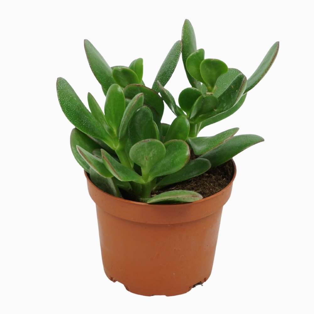 Crassula portulaca 10,5 cm.