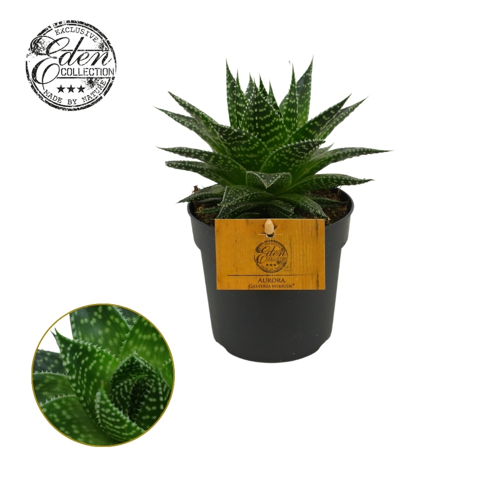 Gasteria Hybride Aurora 10,5cm.