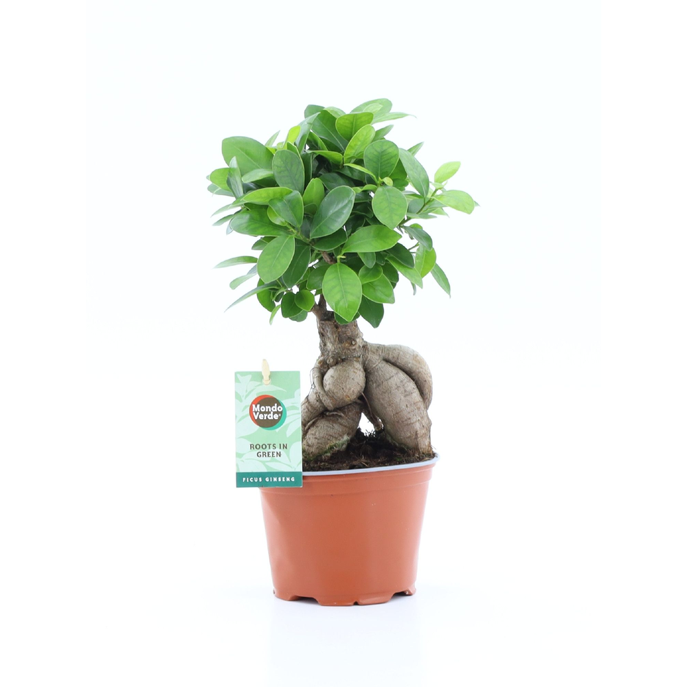 Ficus micr. Ginseng.