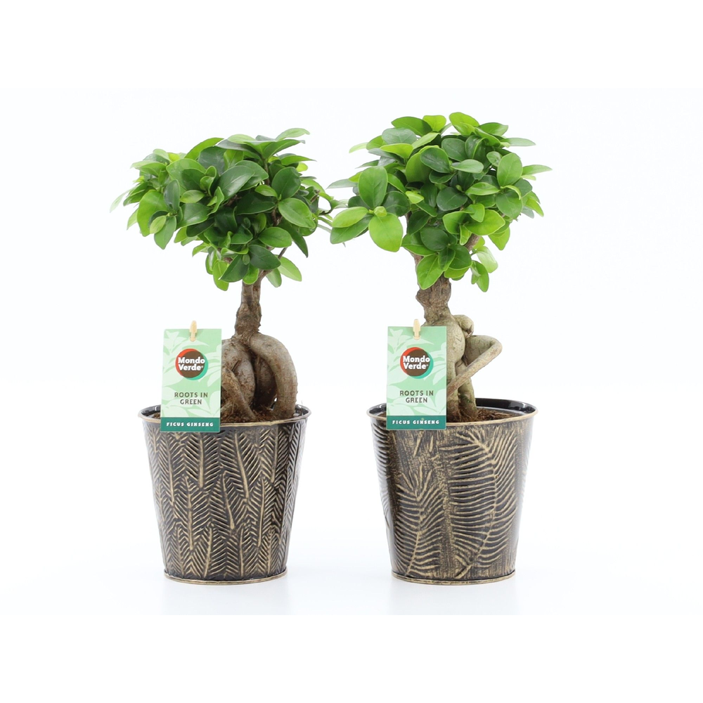 Ficus micr. Ginseng in Iron-Leaf.