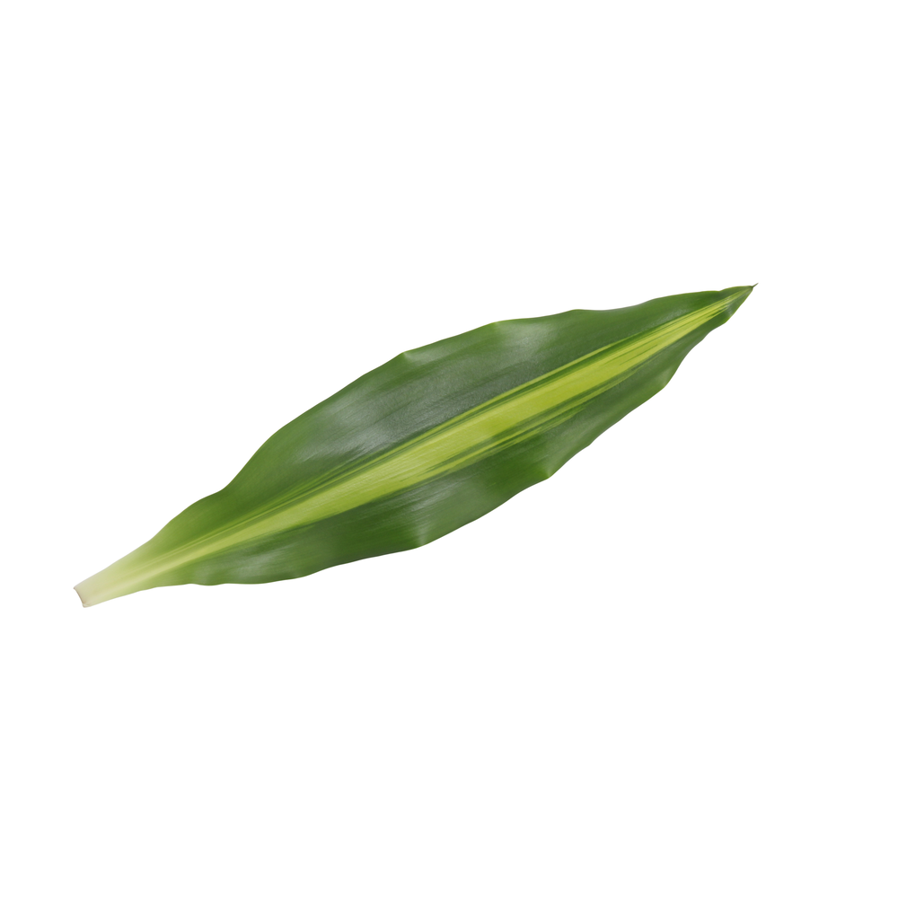Dracaena Mass Coast, 17 cm pot.