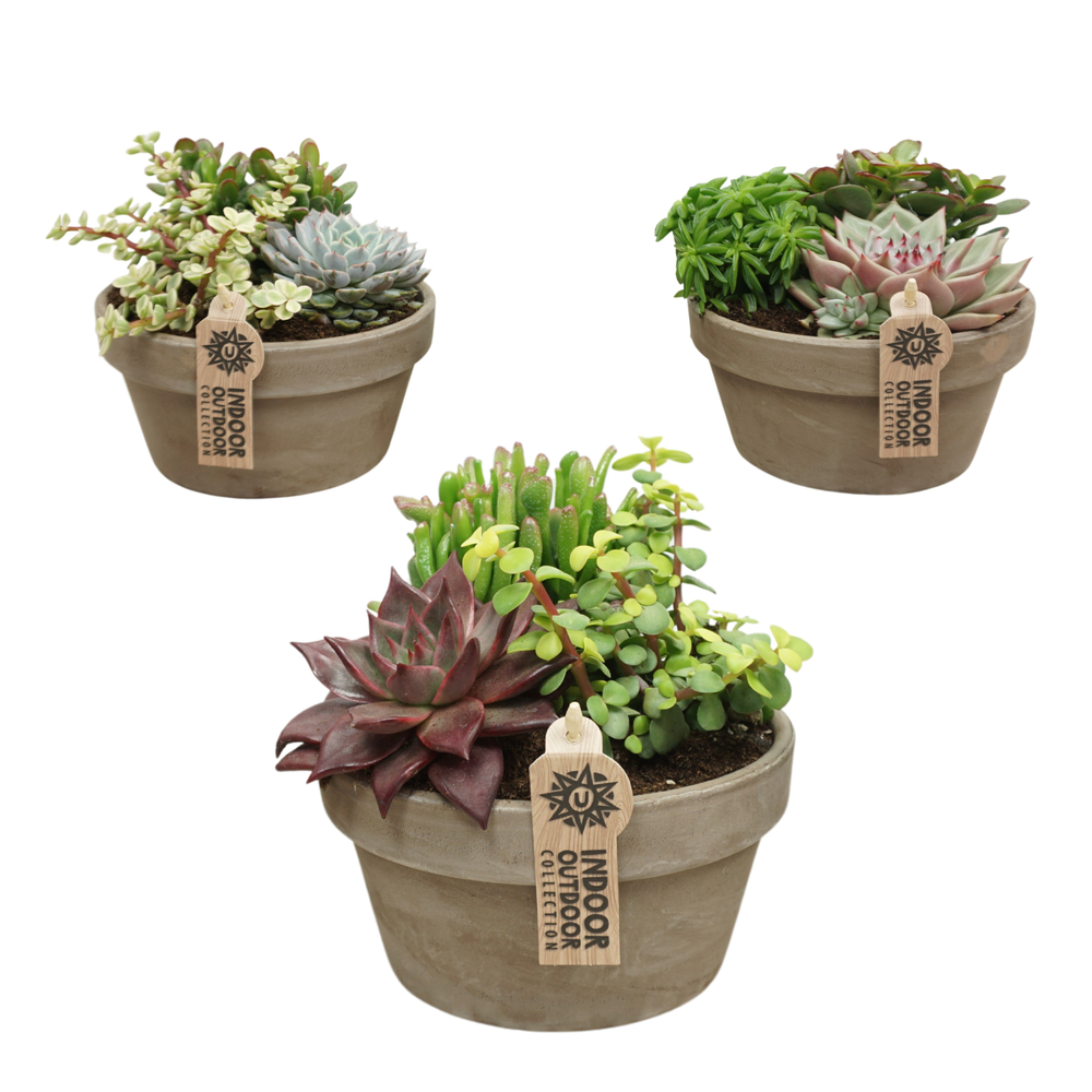 Succulent arrangement in 17 cm 'Grijze Schaal'.