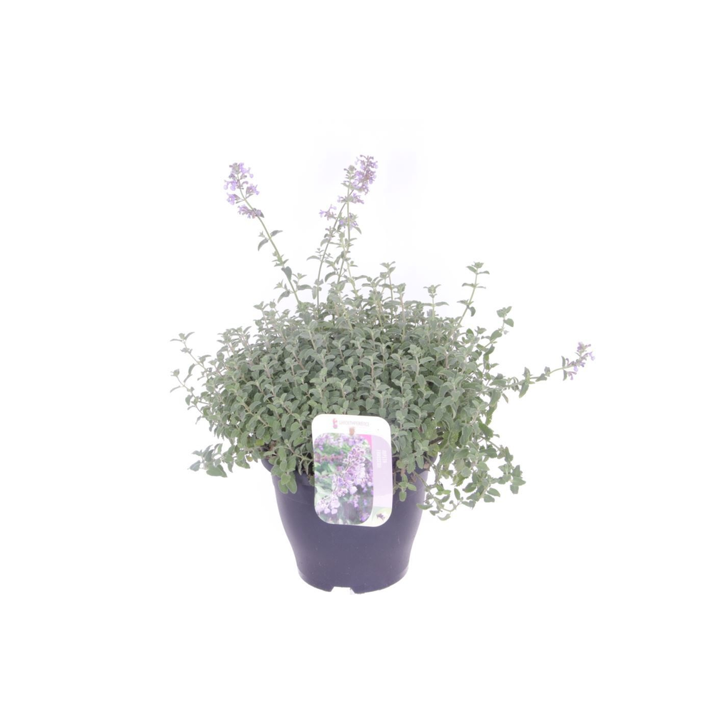 Nepeta faassenii.