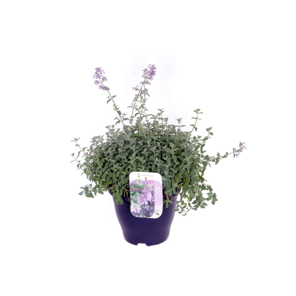 Nepeta faassenii.