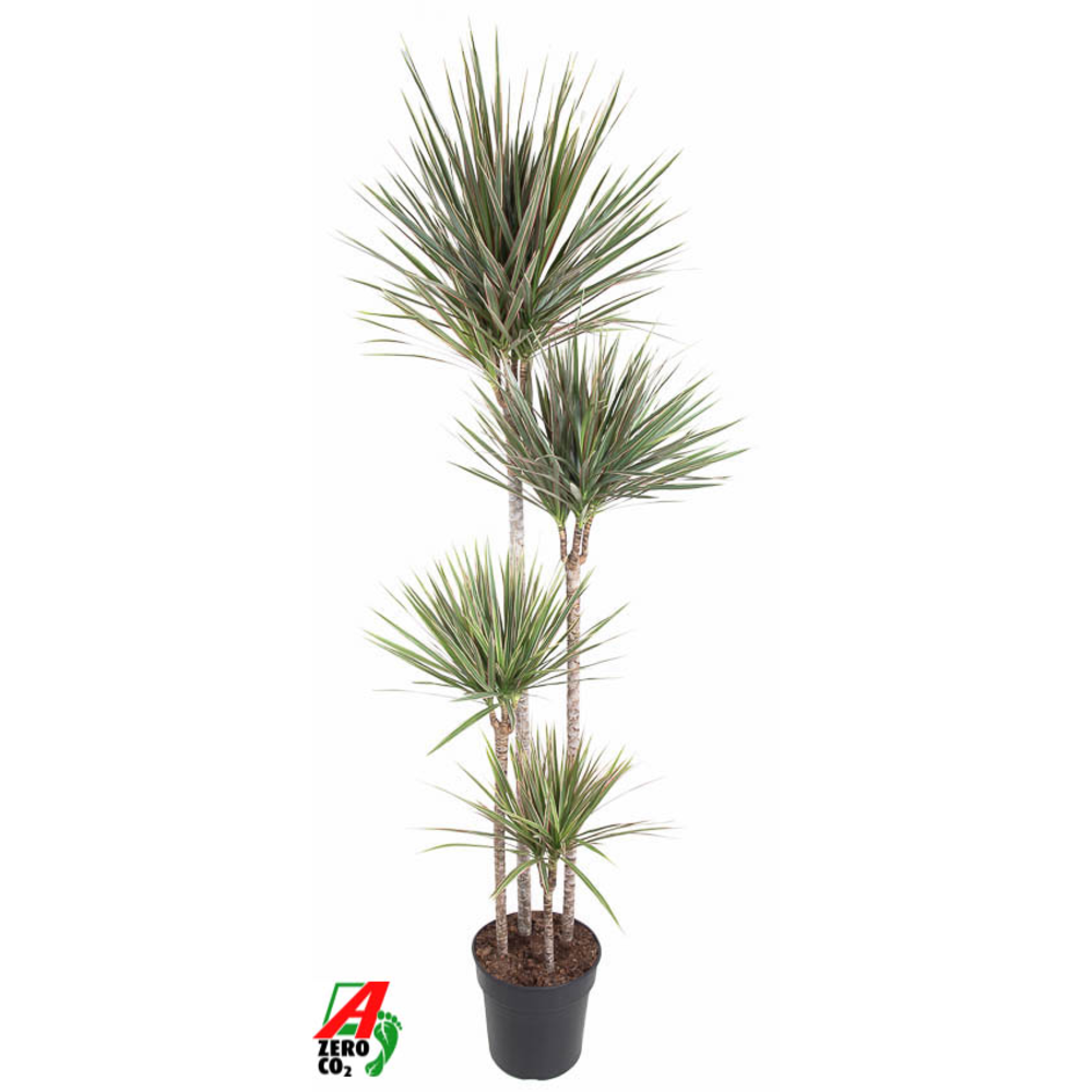 Dracaena Bicolor 120-90-60-30.
