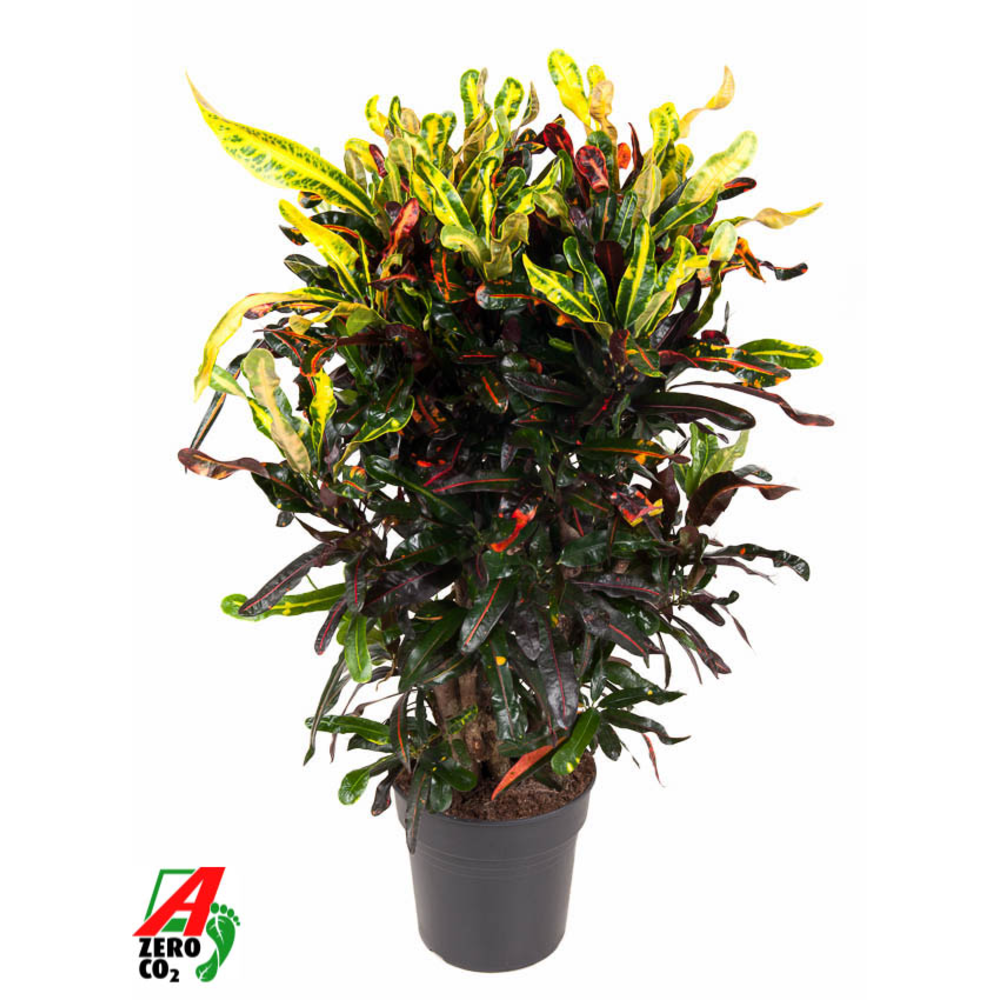 Codiaeum Mammi vertakt P27.