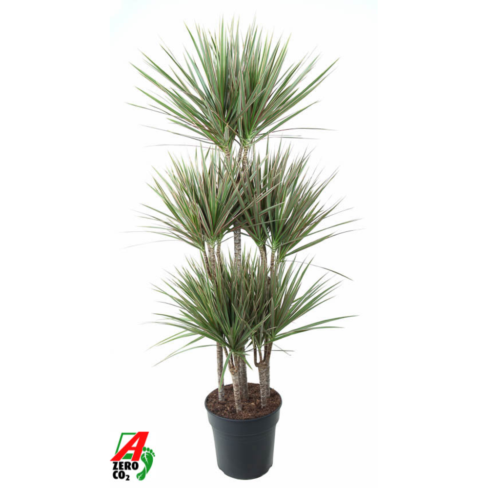 Dracaena Bicolor 90-carrousel.