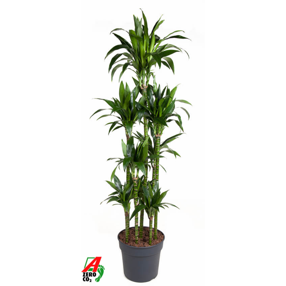 Dracaena Janet Craig 120-carrousel.