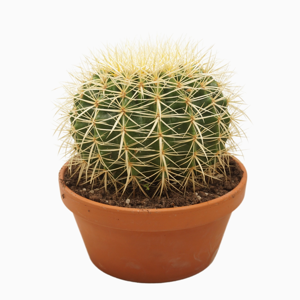Echinocactus grusonii 23 cm.