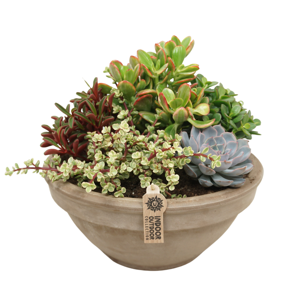 Succulent arrangement in 35 cm 'Grijze Schaal'.
