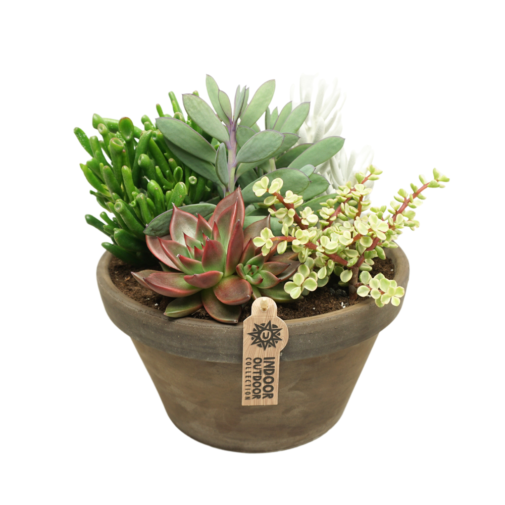Succulent arrangement in 27 cm 'Grijze Schaal'.