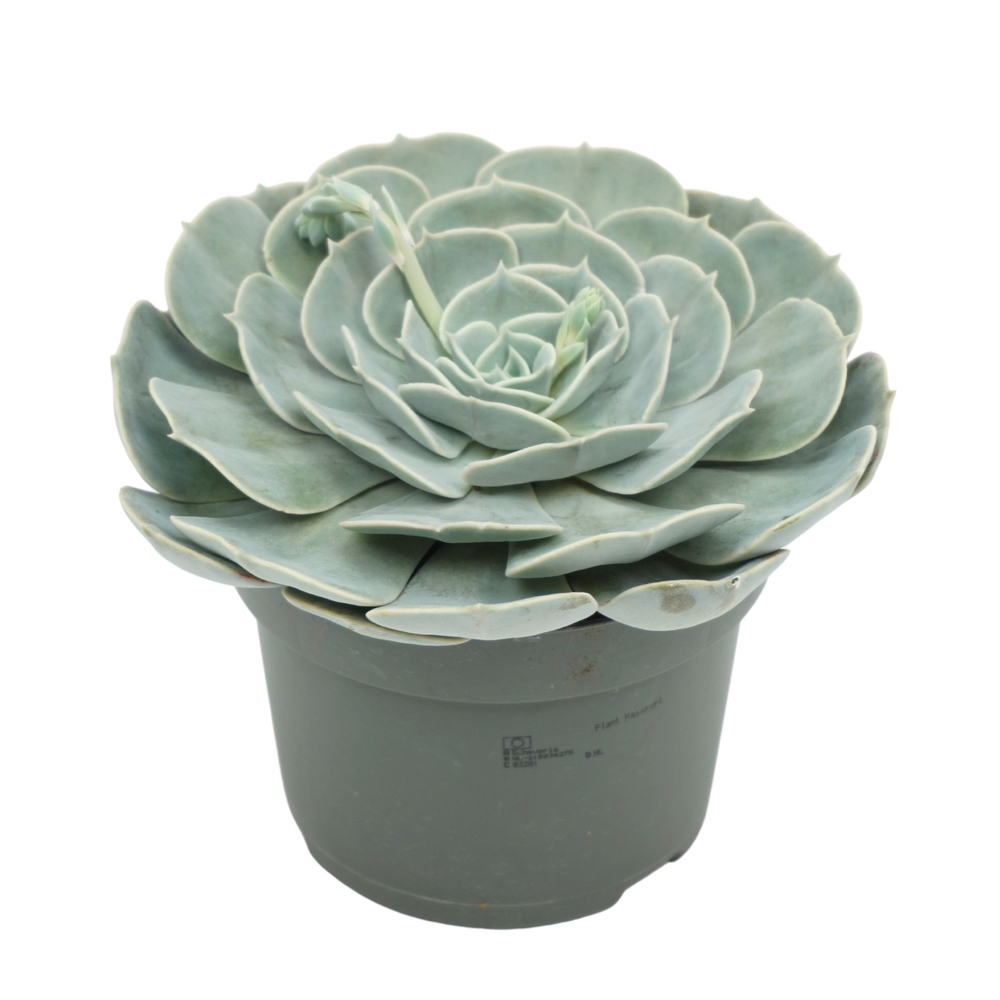 Echeveria pollux 13 cm.