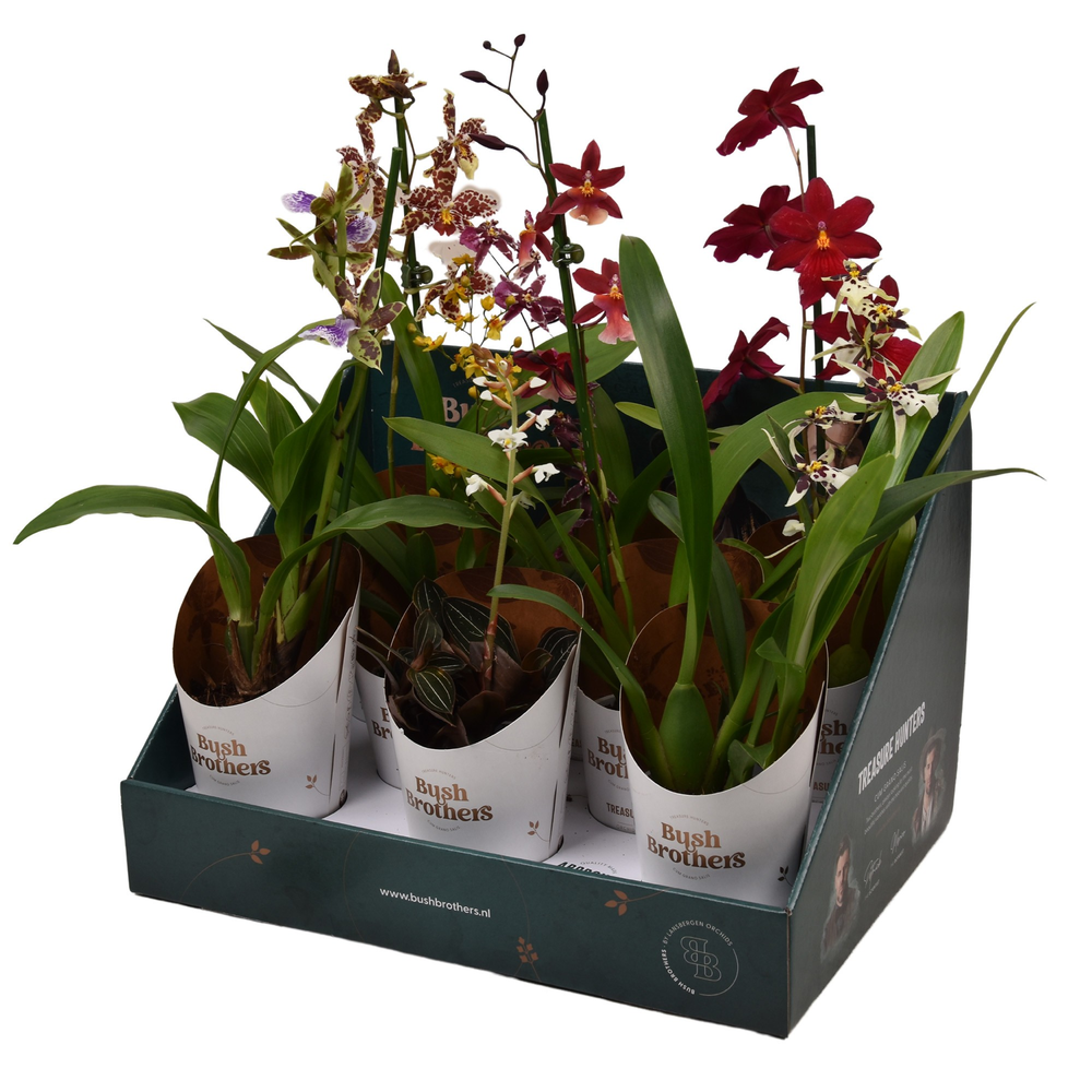 Cm mix 1-2 tak in Bush Brothers showdoos met pot.