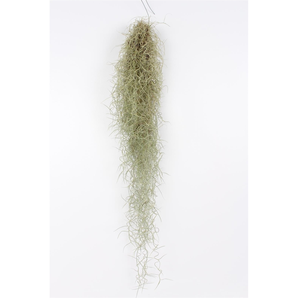 Tillandsia 50 cm.