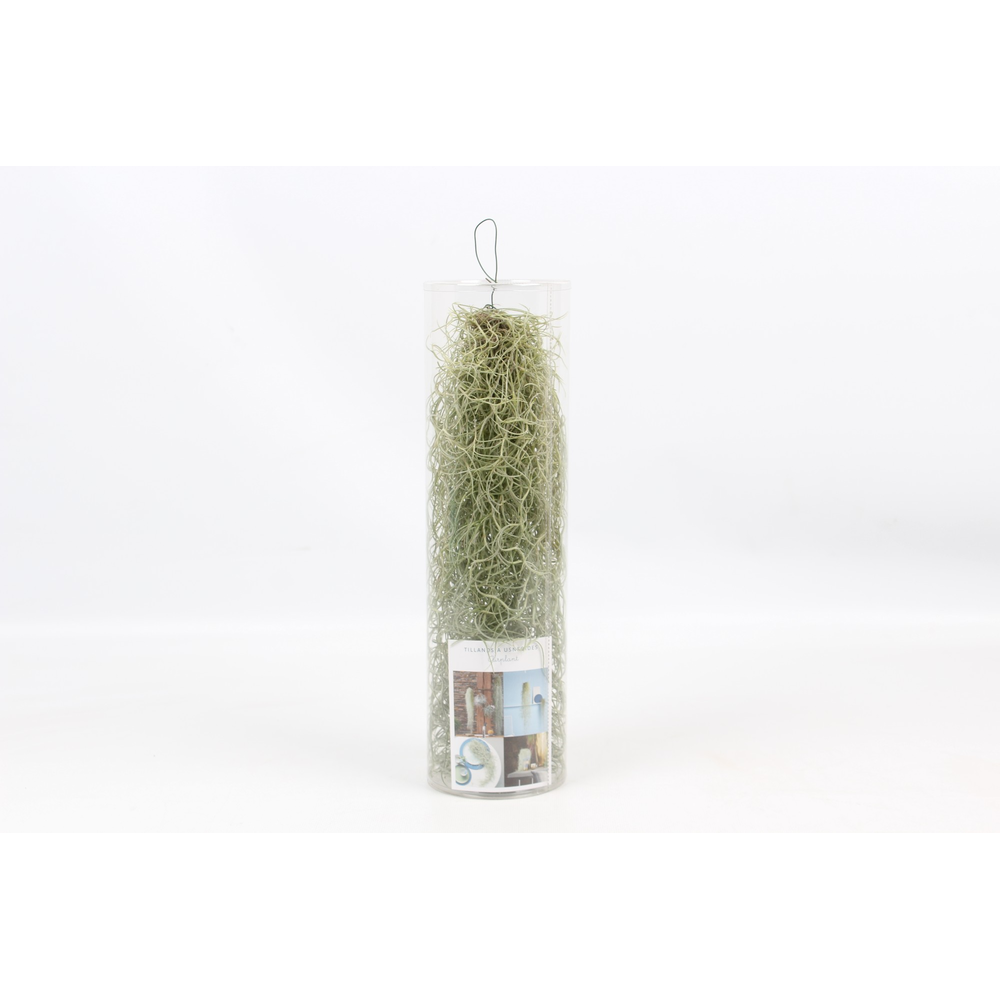 Tillandsia in koker.