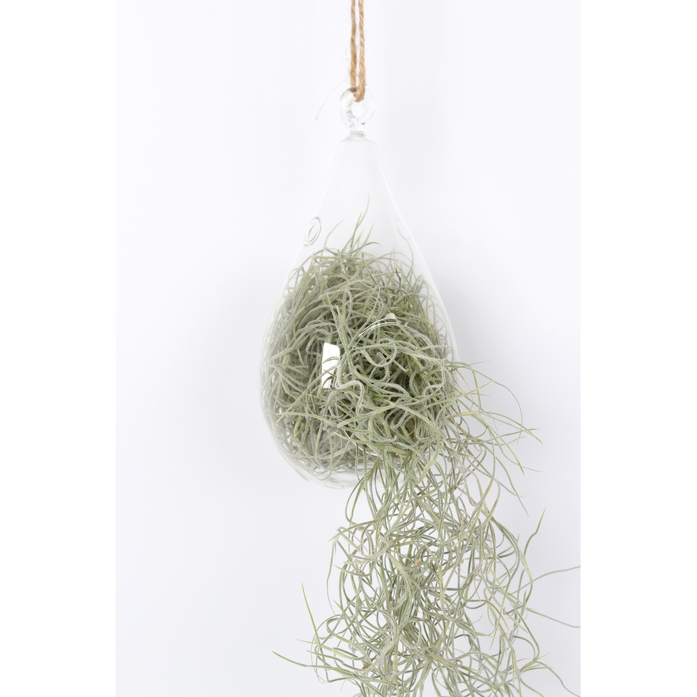 Tillandsia in ovaal glas.