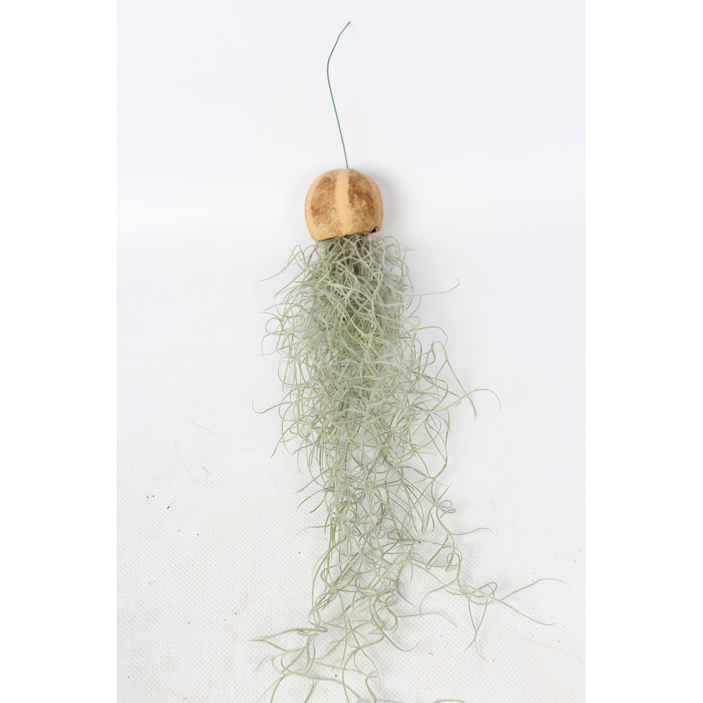 Tillandsia in een Pumpkin Bellcup.