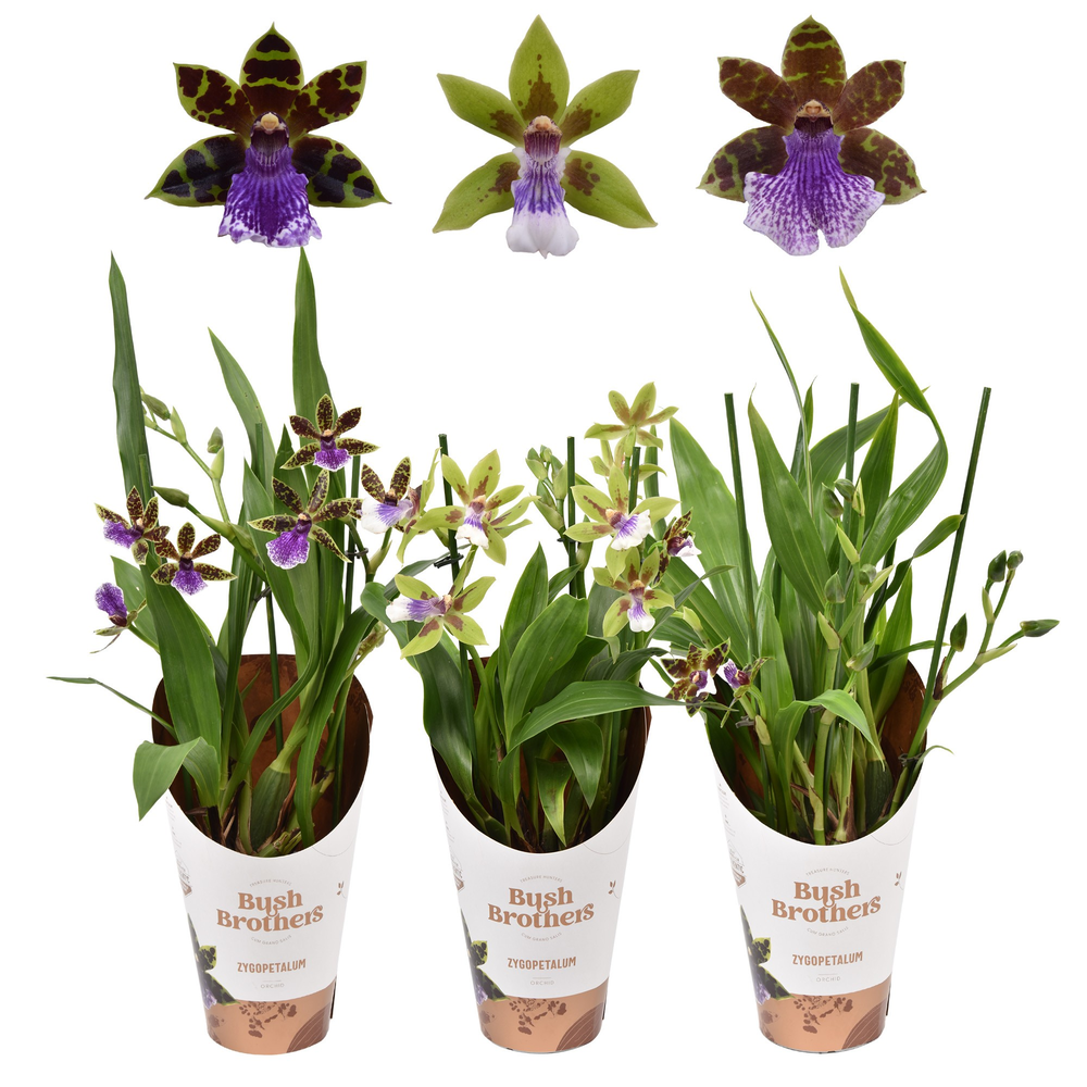 Zygopetalum 3 tak 12 cm.