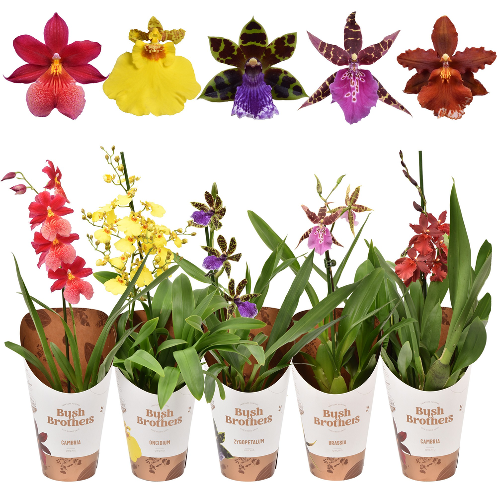Orchideeën mix A1 kort 12 cm.