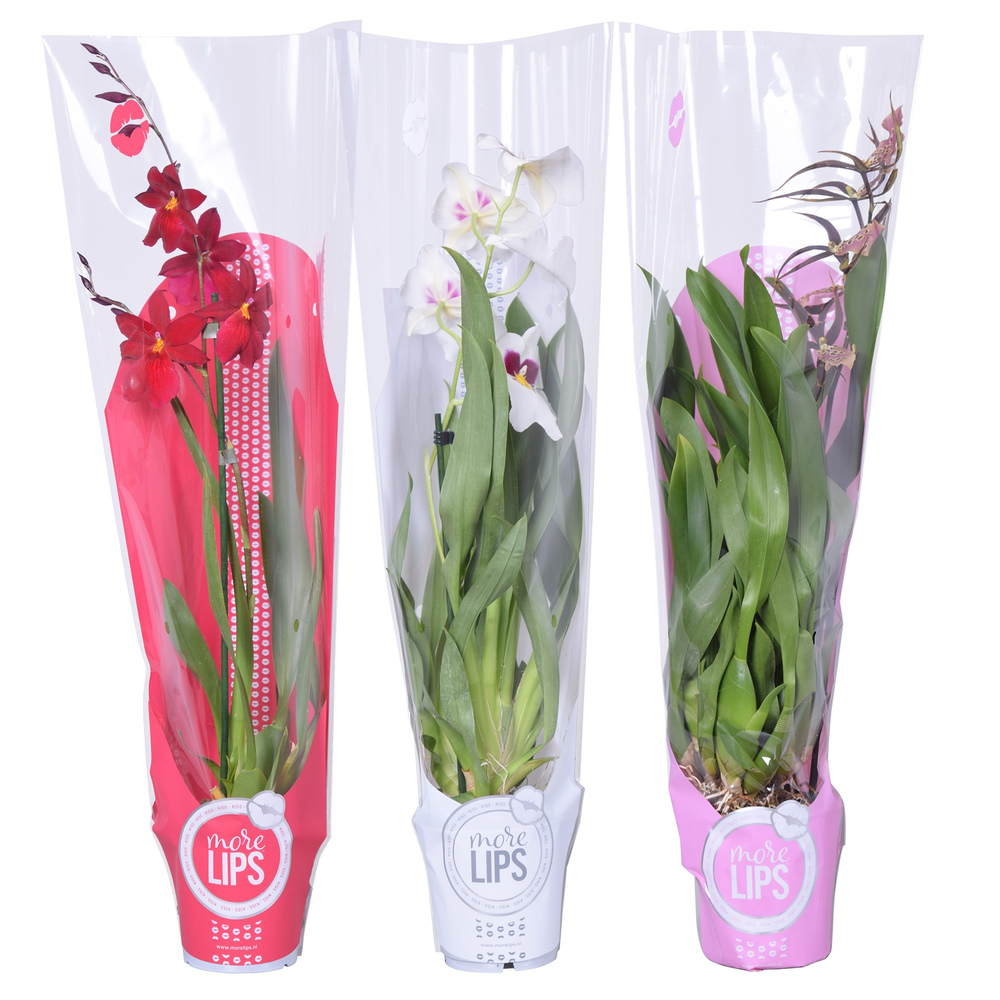 Morelips® Valentine / Women's day mix 1 tak met ro.