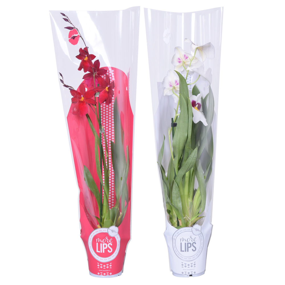 Morelips® Christmas mix 1 tak met rode en witte sh.