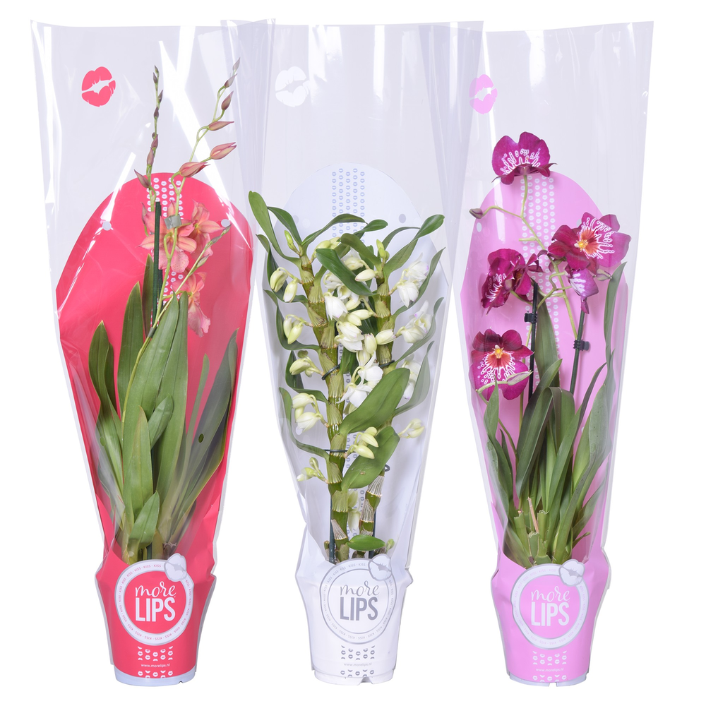 Morelips® Valentine / Women's day mix 2 tak met ro.