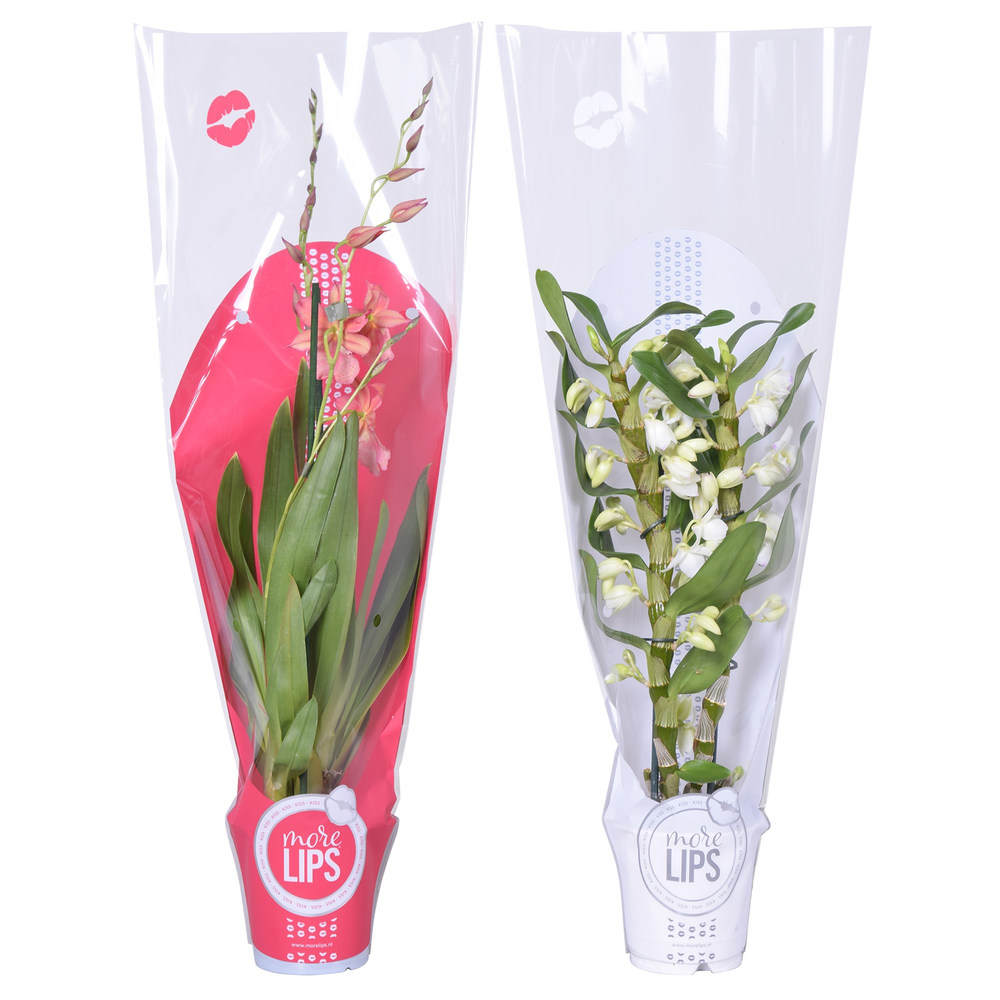 Morelips® Christmas mix 2 tak met rode en witte sh.