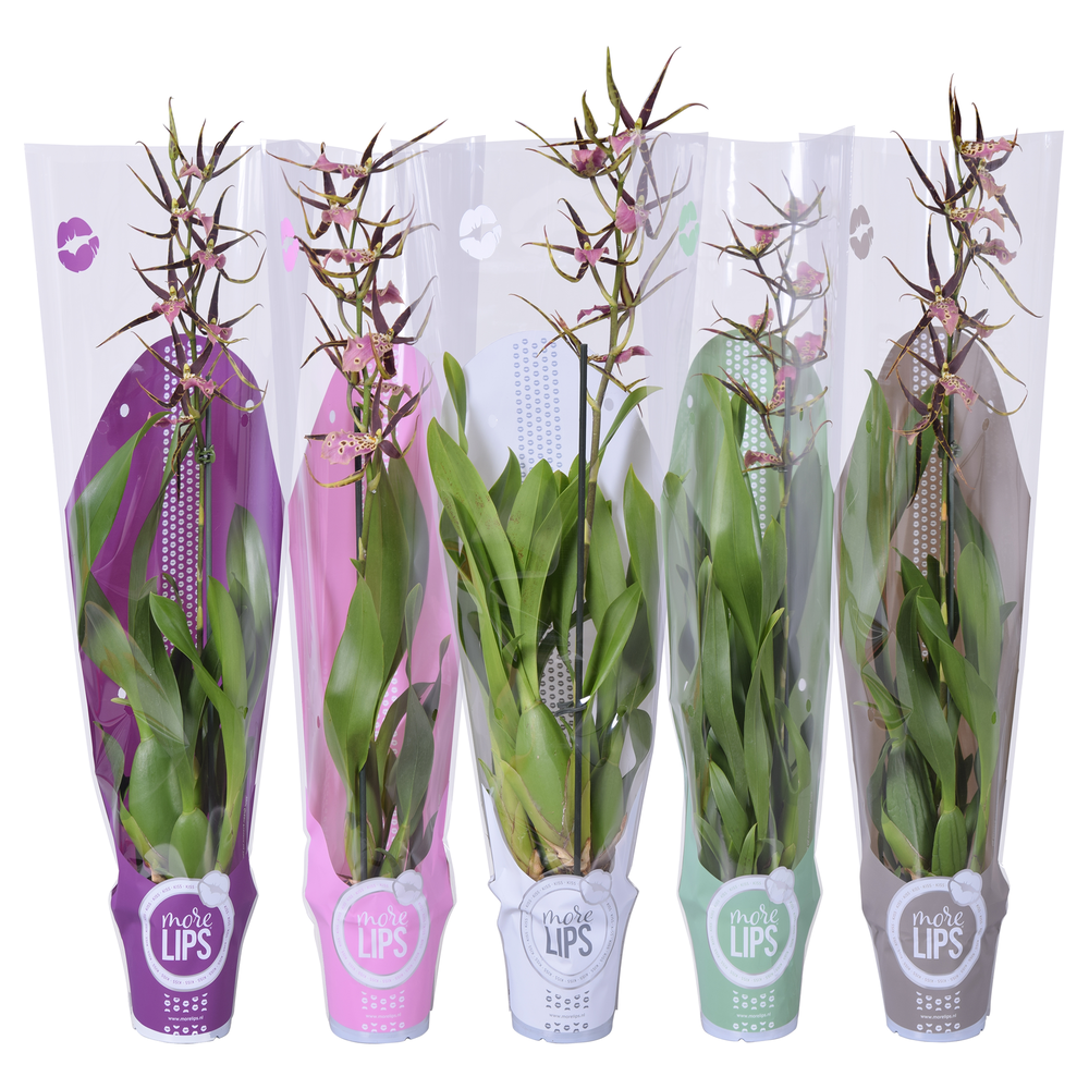Morelips® Brassia mix 1 tak met taupe, witte, groe.
