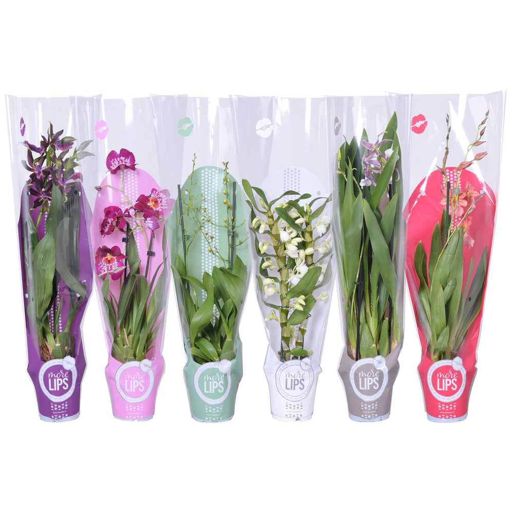 Morelips® Orchideeën Mix 2 tak in gekleurde showho.