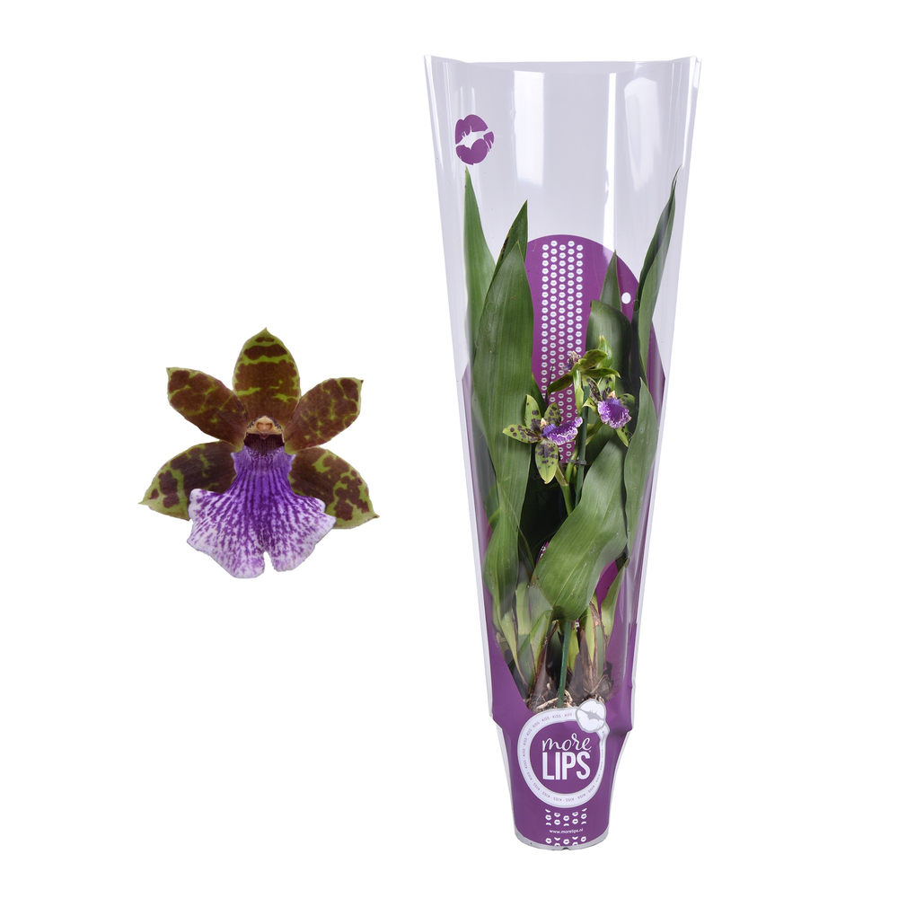 Morelips® Zygopetalum 1 tak 5 knop met paarse show.