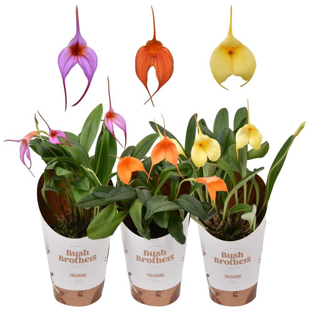 Masdevallia 9 cm mix 2 knop/bloem.