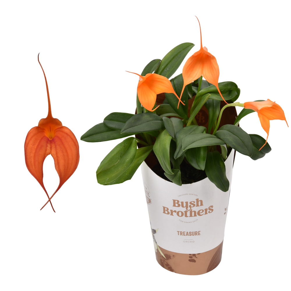 Masdevallia oranje 9 cm.