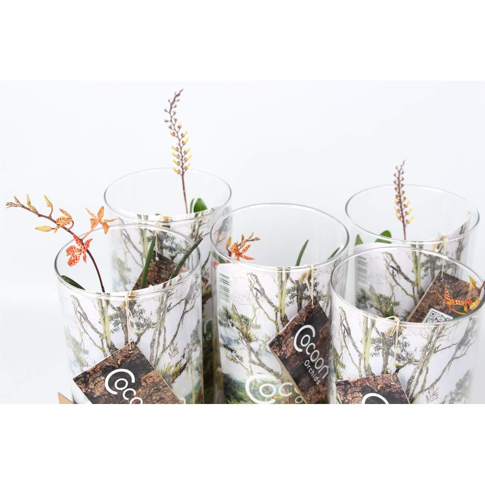 Cocoon Orchids.