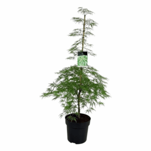 Acer pal. 'Dissectum'.