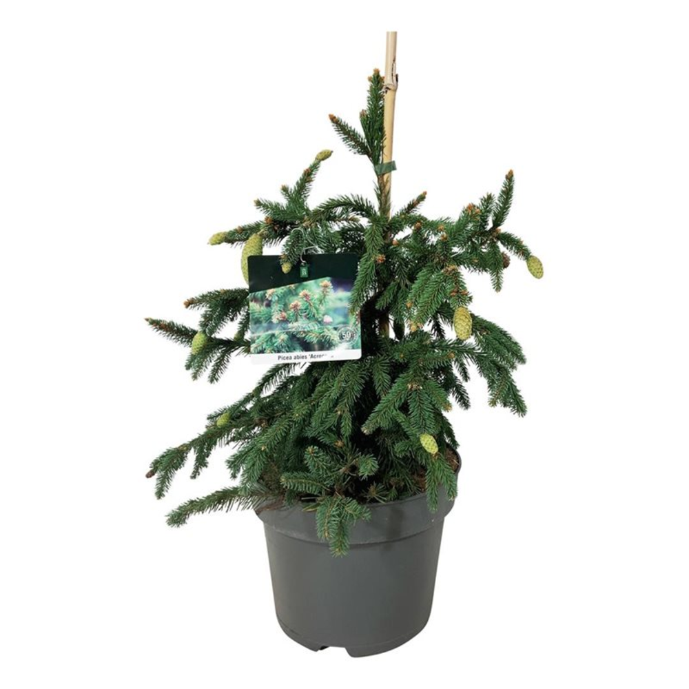 Picea abies 'Acrocona'.