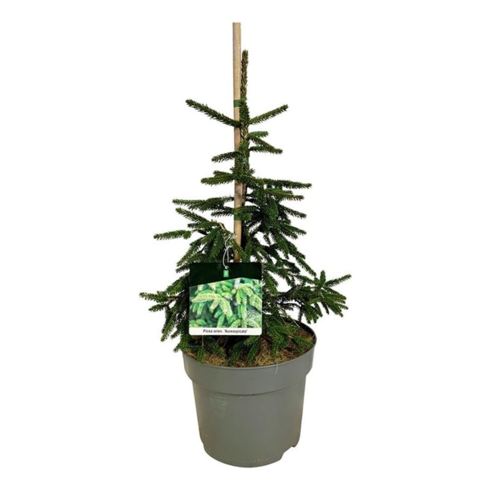 Picea orientalis 'Aureospicata'.