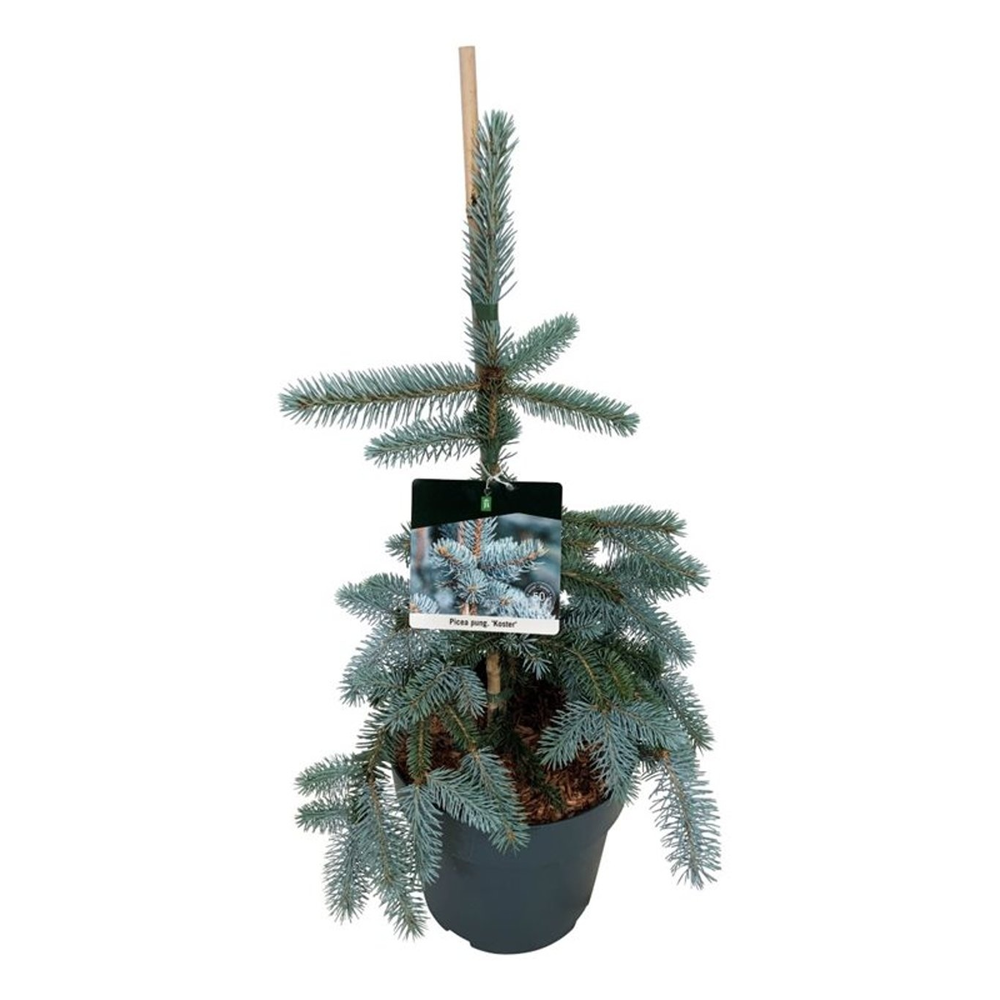 Picea pung. 'Koster'.