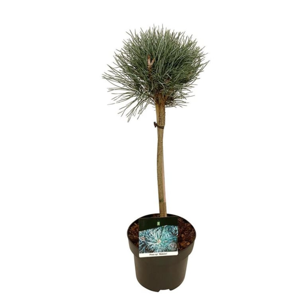 Pinus sylv. 'Watereri'.