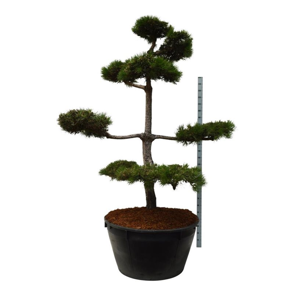 Pinus nigra nigra.