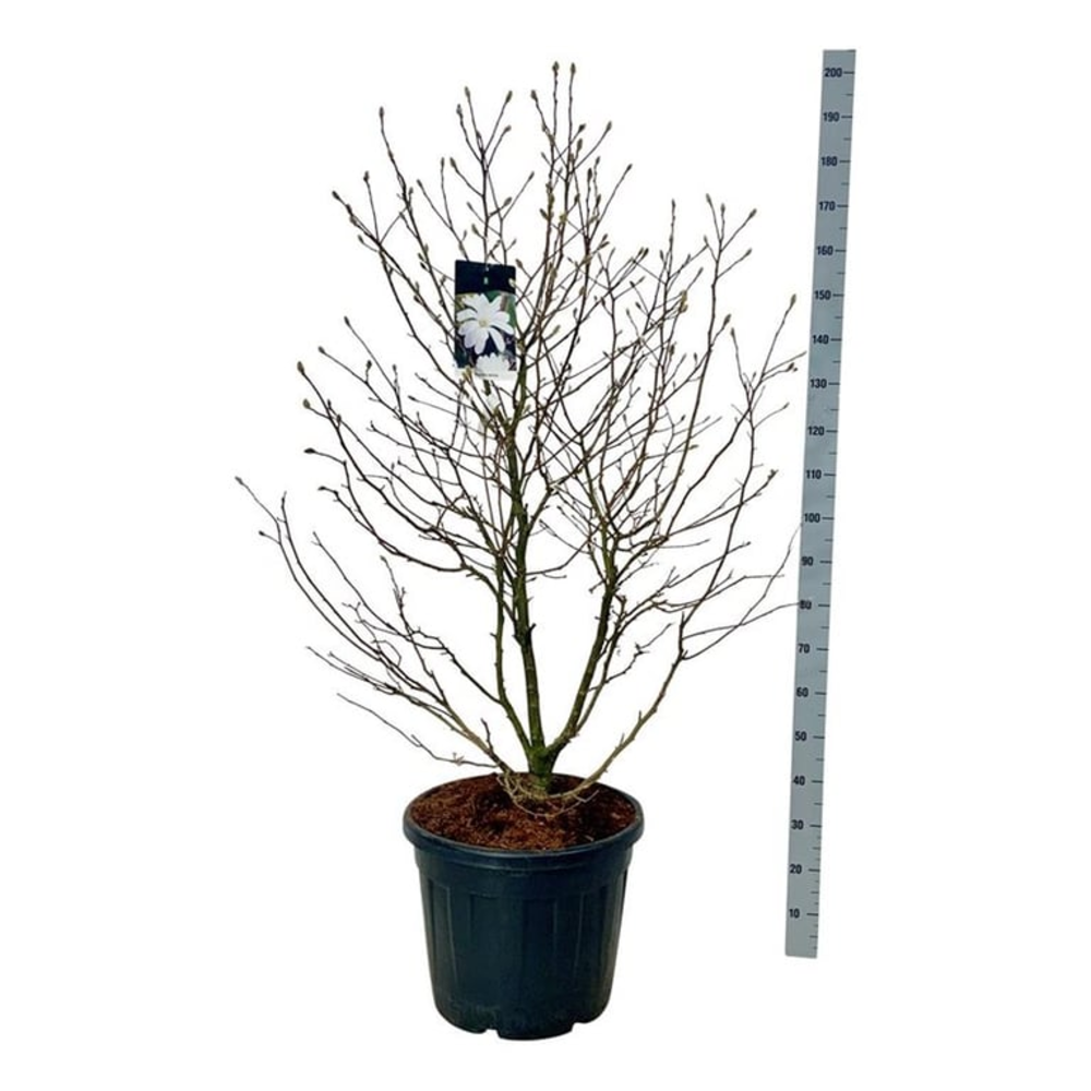 Magnolia stellata.
