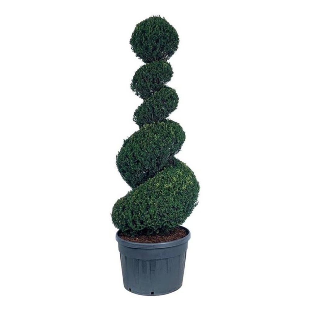 Taxus baccata.