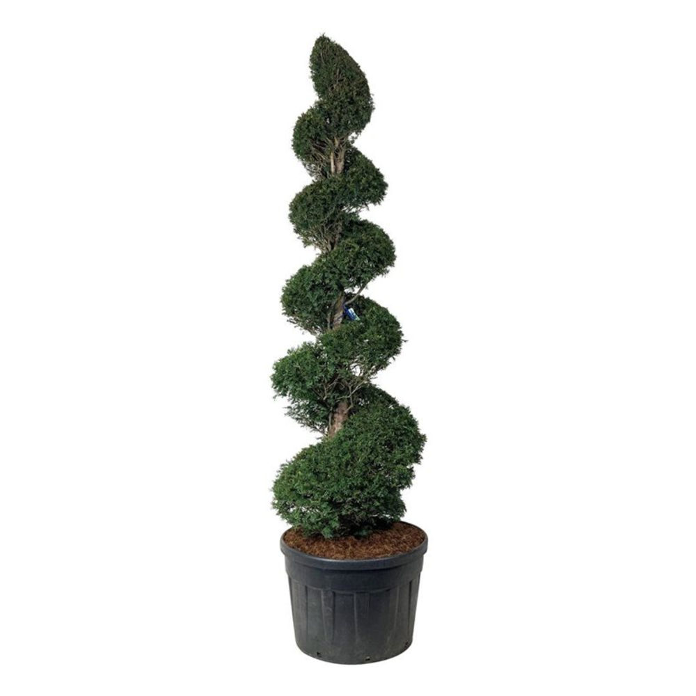 Taxus baccata.