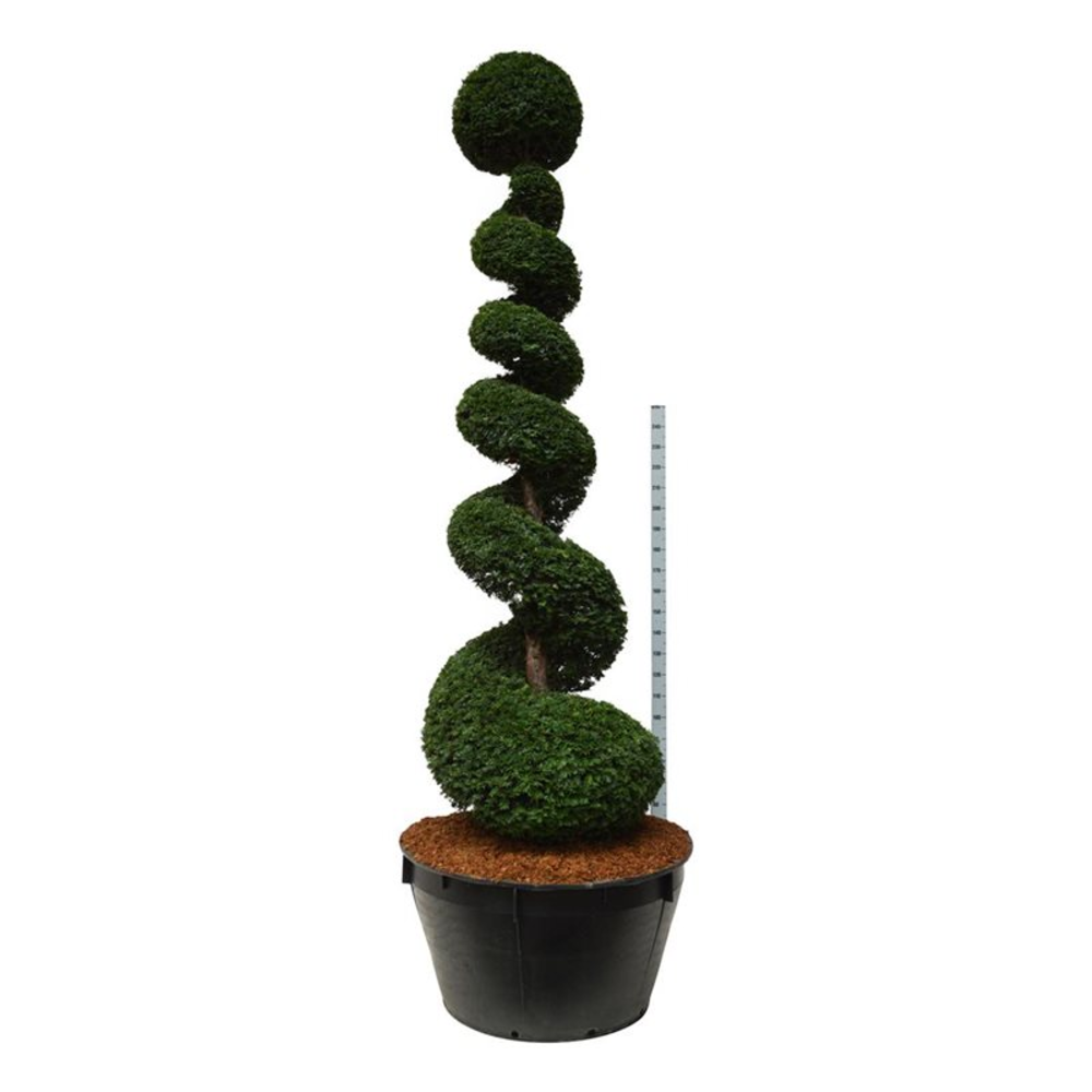 Taxus baccata.